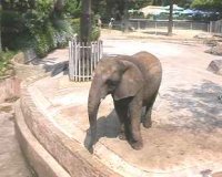 Elefante en zoo de Barcelona